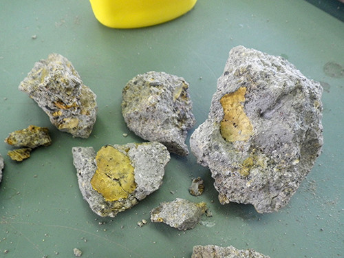 f:id:Naturalhistory:20200802135856j:plain f:id:Naturalhistory:20200802135856j:plain