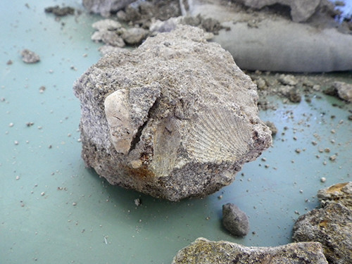 f:id:Naturalhistory:20200802135919j:plain f:id:Naturalhistory:20200802135919j:plain