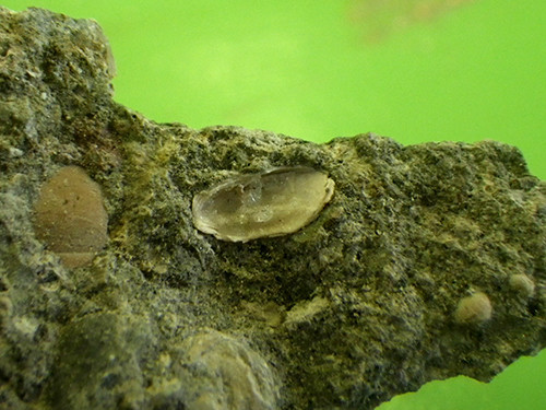 f:id:Naturalhistory:20200802140333j:plain f:id:Naturalhistory:20200802140333j:plain