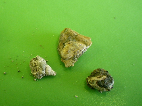 f:id:Naturalhistory:20200802140653j:plain f:id:Naturalhistory:20200802140653j:plain