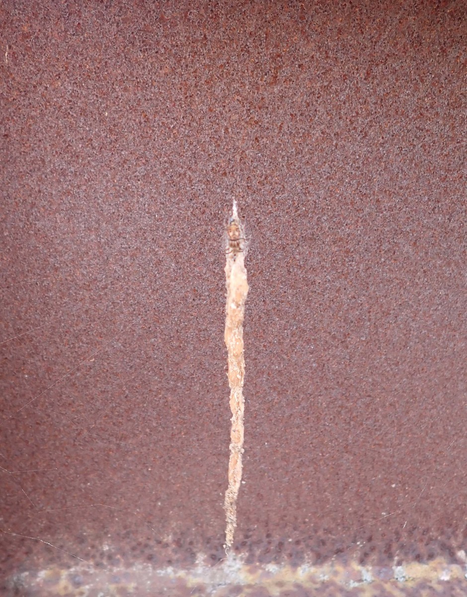 f:id:Naturalhistory:20200804151840j:plain
