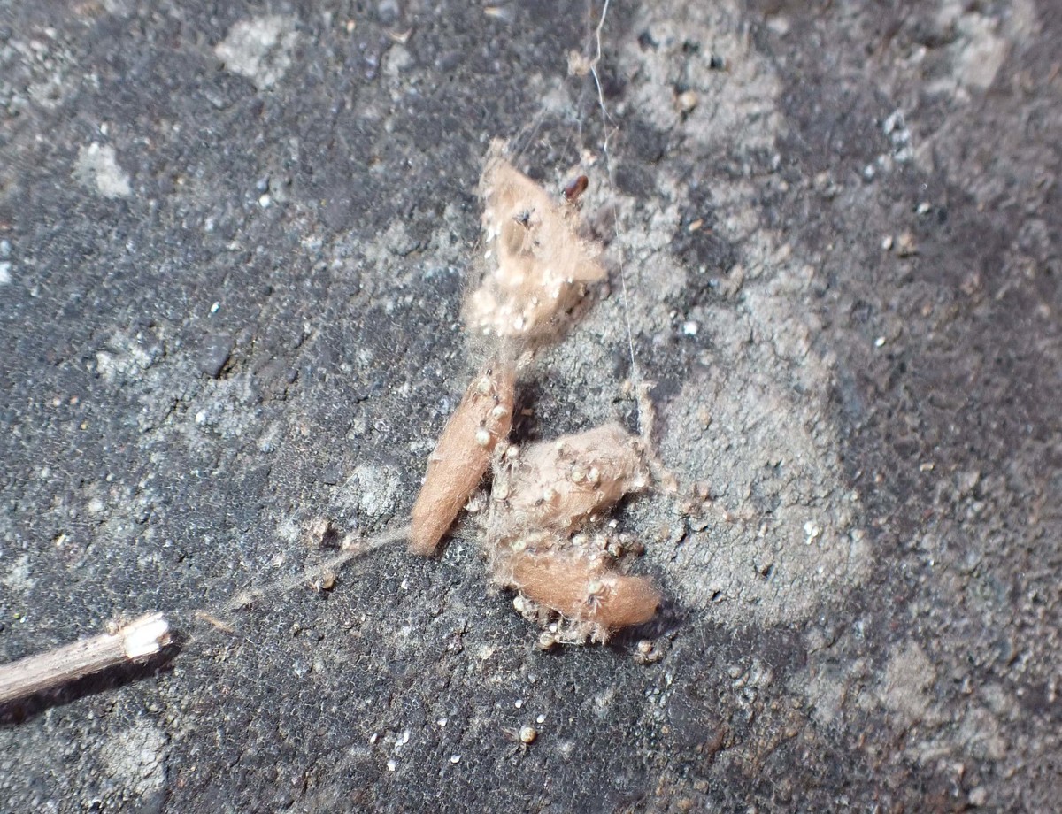f:id:Naturalhistory:20200804151910j:plain