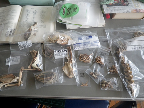 f:id:Naturalhistory:20200804161344j:plain