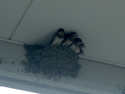 f:id:Naturalhistory:20200804161735j:plain