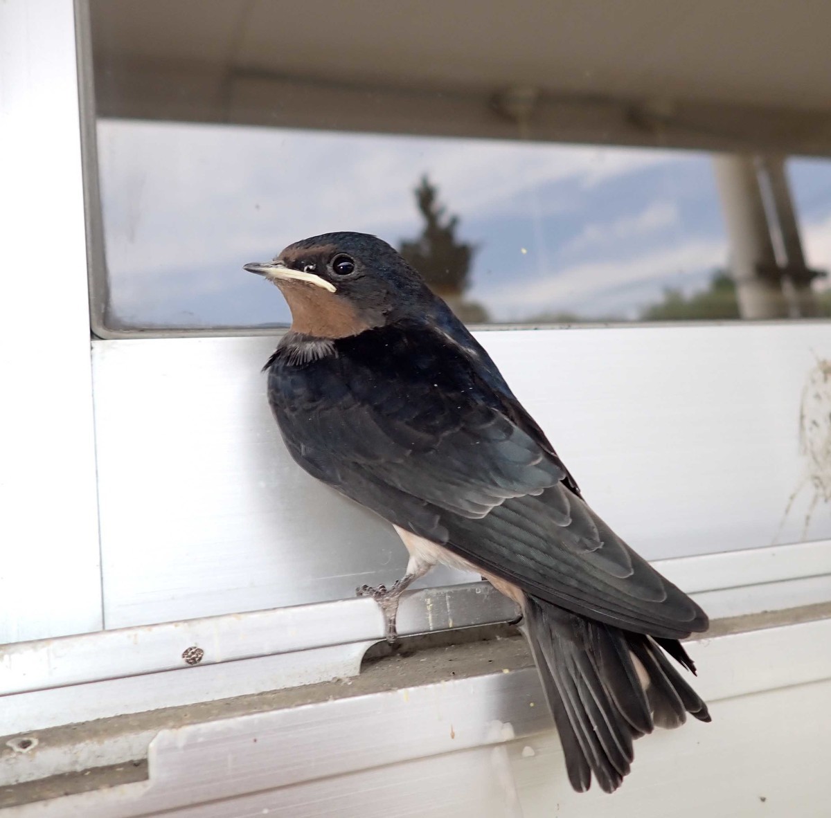 f:id:Naturalhistory:20200805141714j:plain