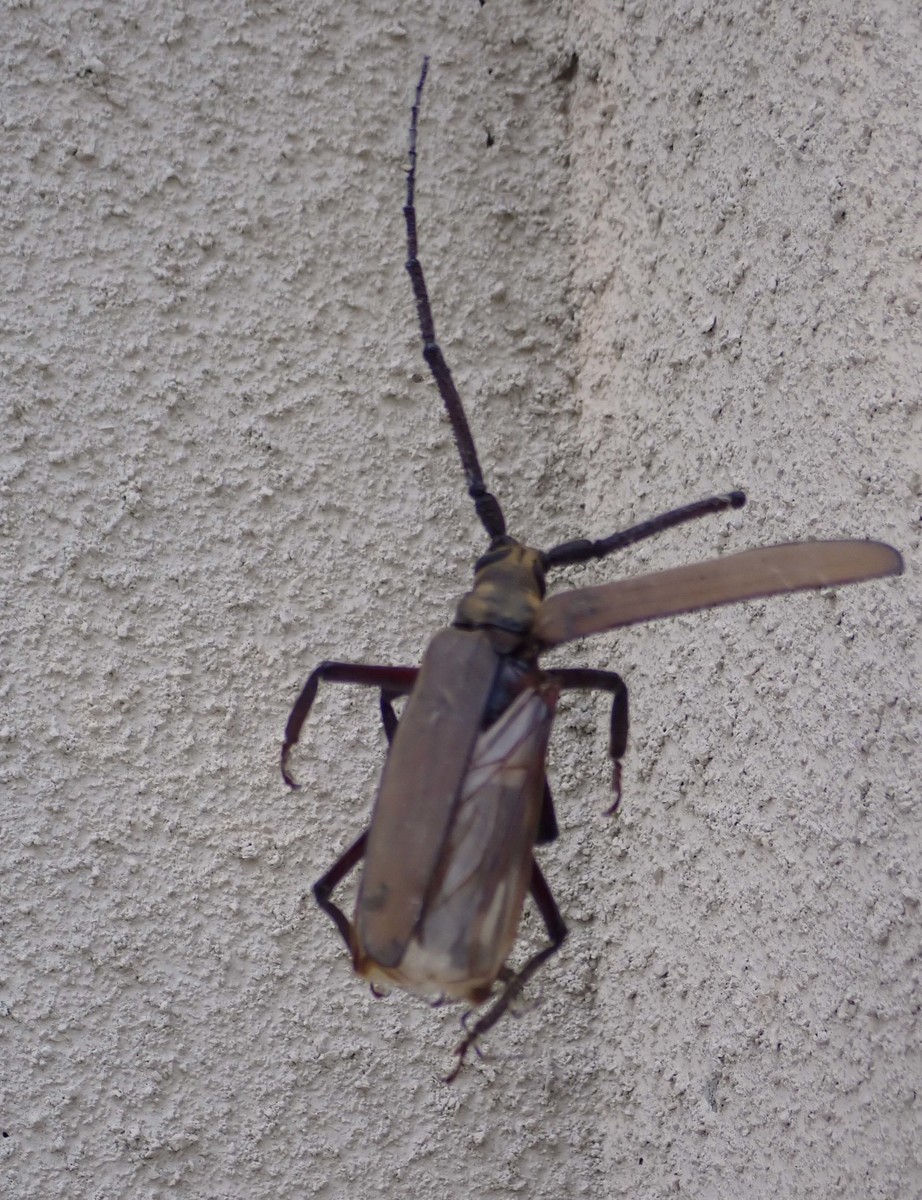 f:id:Naturalhistory:20200805150428j:plain