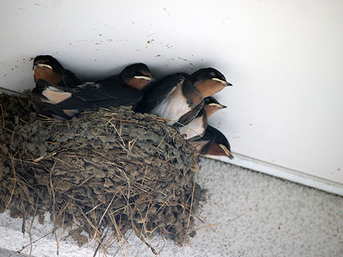 f:id:Naturalhistory:20200806154411j:plain