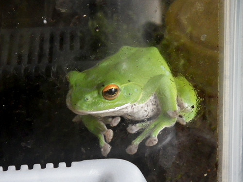 f:id:Naturalhistory:20200807155143j:plain
