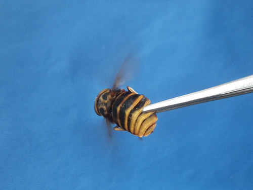 f:id:Naturalhistory:20200808143021j:plain