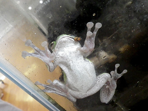 f:id:Naturalhistory:20200808143415j:plain