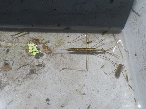 f:id:Naturalhistory:20200810103651j:plain
