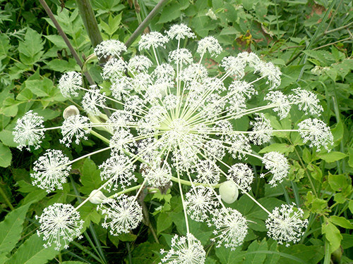 f:id:Naturalhistory:20200810161058j:plain