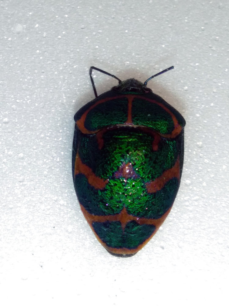f:id:Naturalhistory:20200813160957j:plain f:id:Naturalhistory:20200813160957j:plain