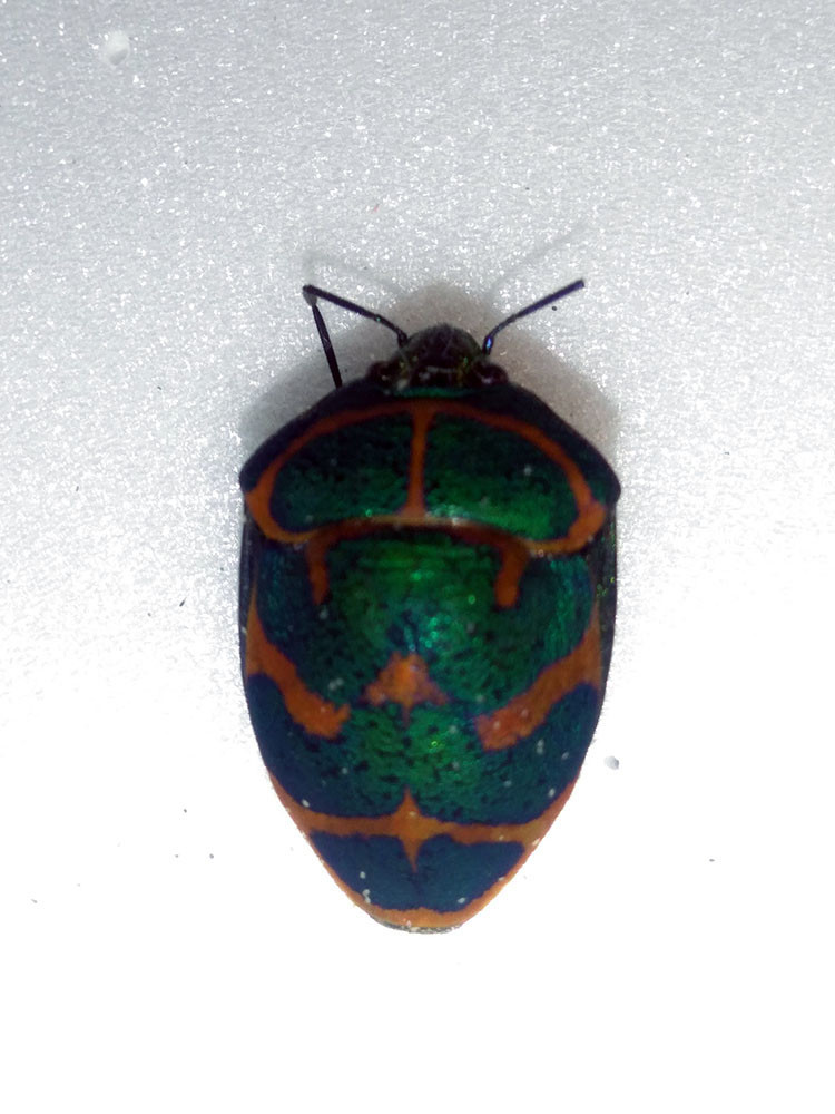 f:id:Naturalhistory:20200813161025j:plain f:id:Naturalhistory:20200813161025j:plain