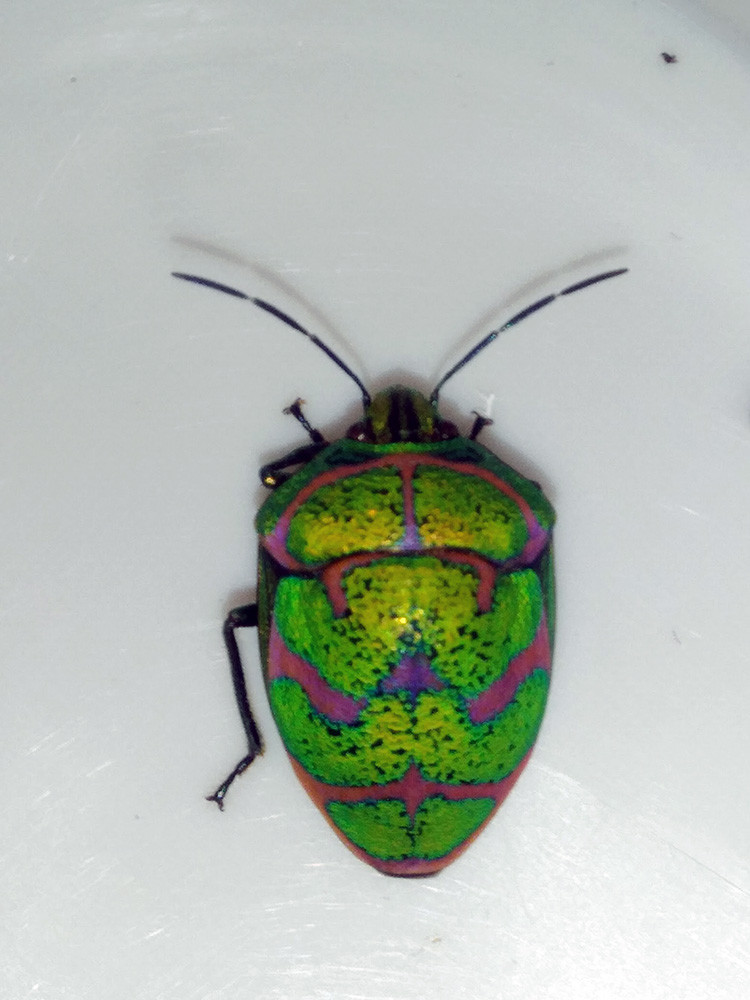 f:id:Naturalhistory:20200813161039j:plain f:id:Naturalhistory:20200813161039j:plain