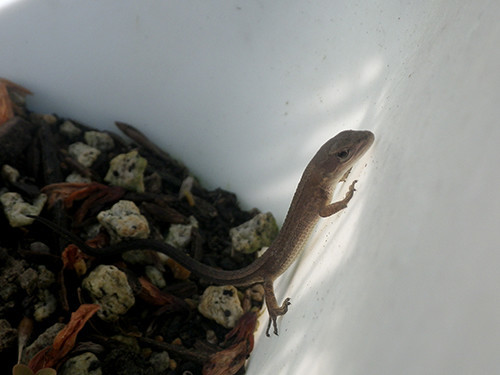 f:id:Naturalhistory:20200814084138j:plain