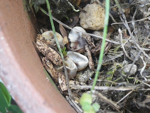 f:id:Naturalhistory:20200814084149j:plain