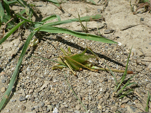 f:id:Naturalhistory:20200815103046j:plain