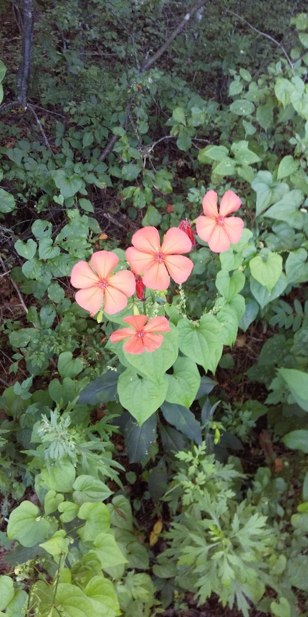 f:id:Naturalhistory:20200815165650j:plain