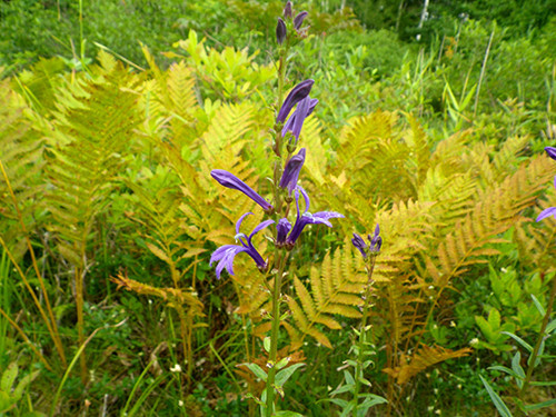 f:id:Naturalhistory:20200817160141j:plain