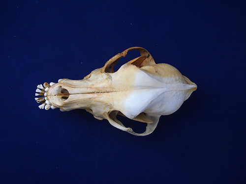 f:id:Naturalhistory:20200820125646j:plain