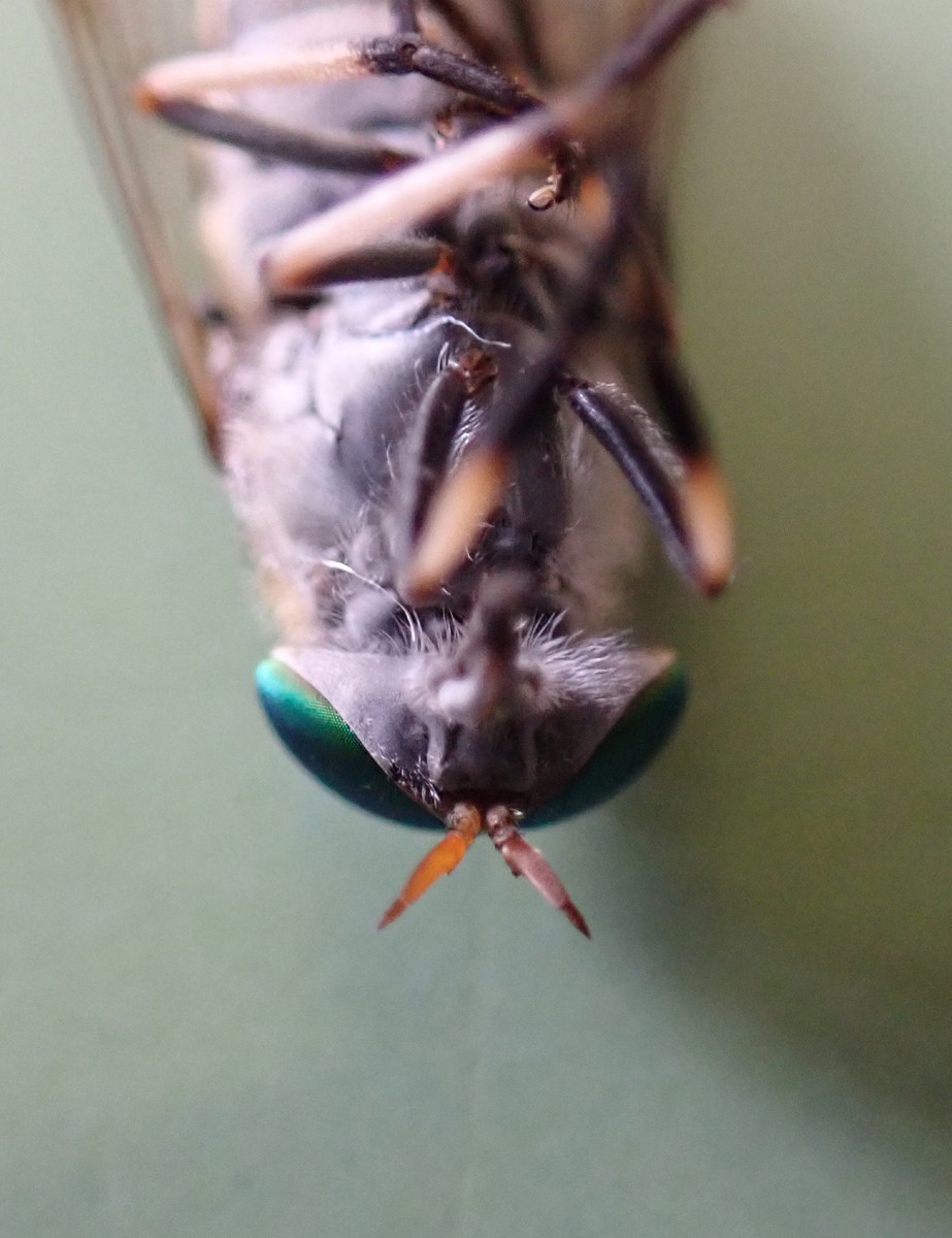 f:id:Naturalhistory:20200821153536j:plain