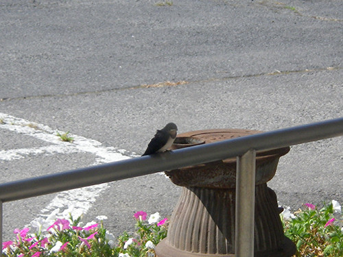 f:id:Naturalhistory:20200822091818j:plain f:id:Naturalhistory:20200822091818j:plain