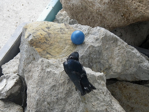 f:id:Naturalhistory:20200822150511j:plain f:id:Naturalhistory:20200822150511j:plain