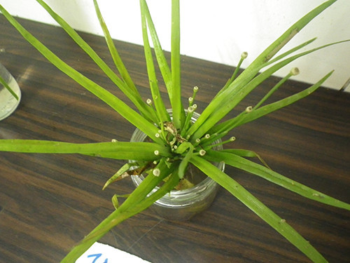 f:id:Naturalhistory:20200824155940j:plain