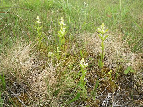 f:id:Naturalhistory:20200826170656j:plain