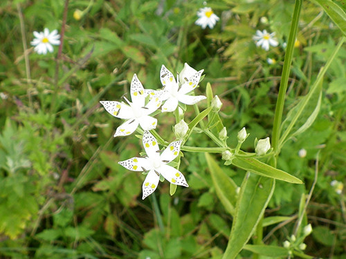 f:id:Naturalhistory:20200829101716j:plain