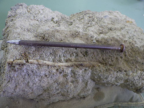 f:id:Naturalhistory:20200830132021j:plain