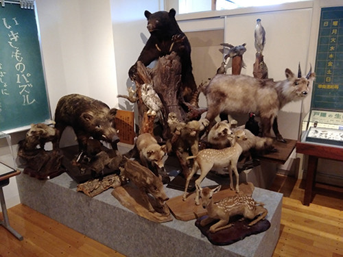 f:id:Naturalhistory:20200902154257j:plain