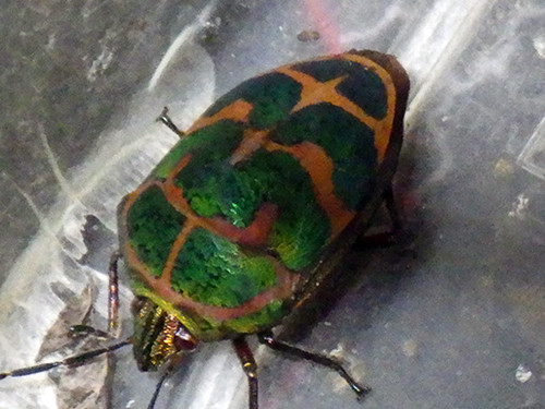 f:id:Naturalhistory:20200903153705j:plain