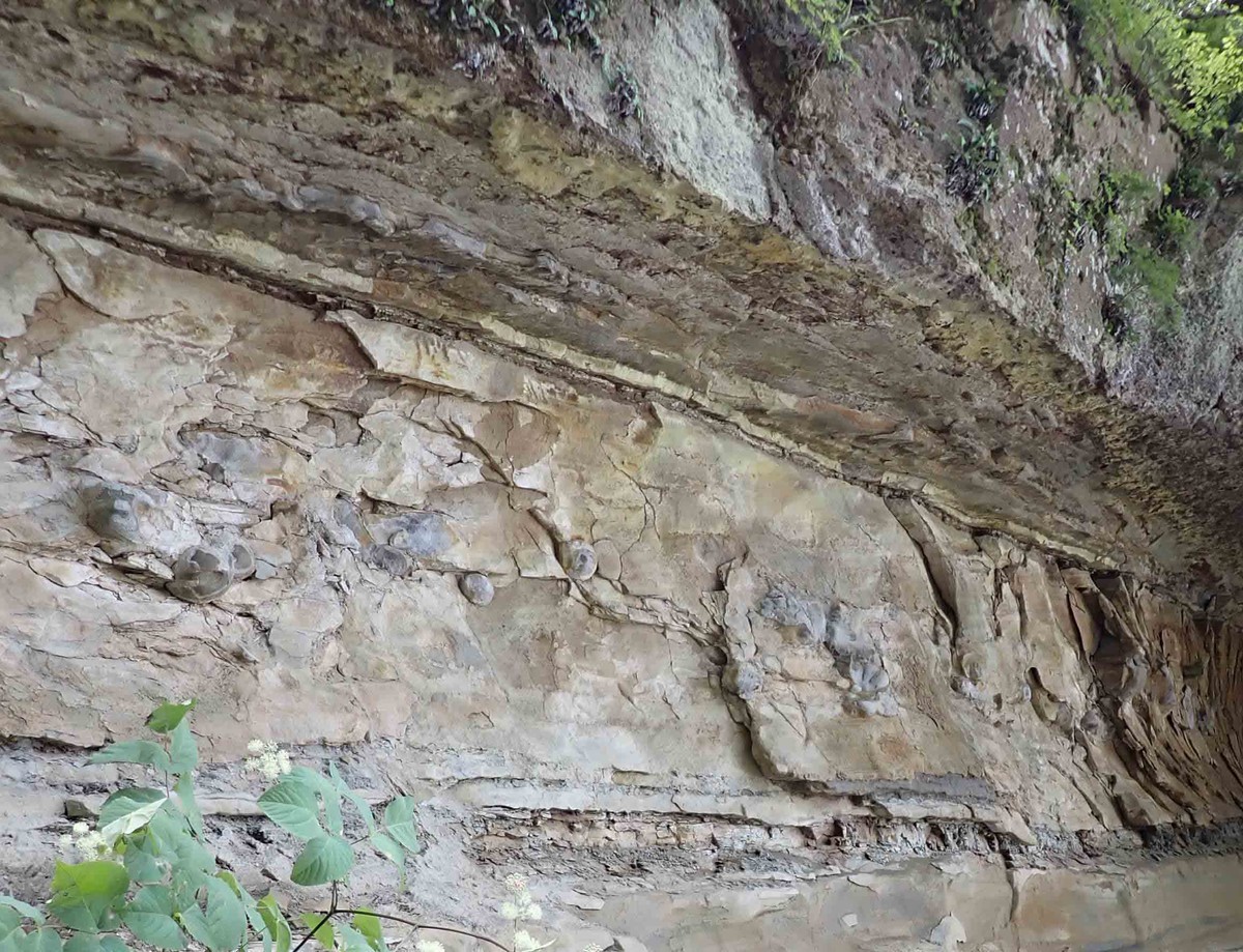 f:id:Naturalhistory:20200905111417j:plain