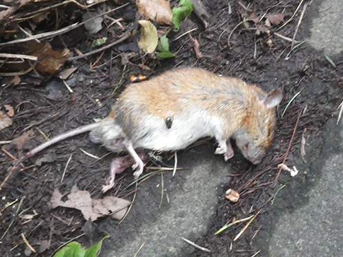 f:id:Naturalhistory:20200907114822j:plain f:id:Naturalhistory:20200907114822j:plain