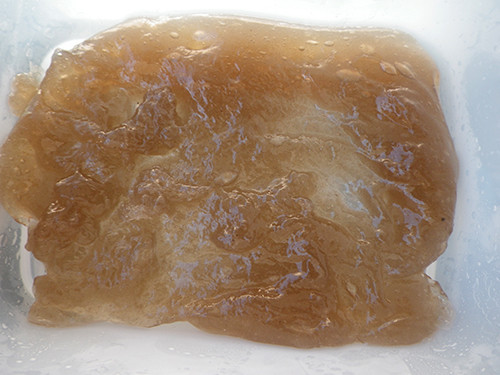 f:id:Naturalhistory:20200909073114j:plain