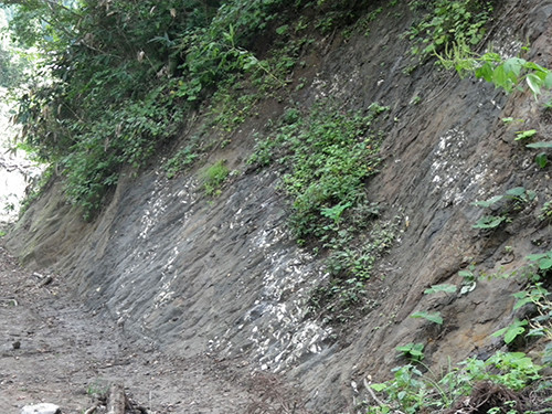 f:id:Naturalhistory:20200911131702j:plain