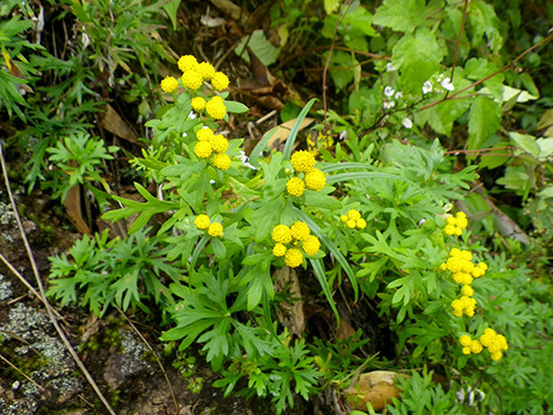 f:id:Naturalhistory:20200912085049j:plain f:id:Naturalhistory:20200912085049j:plain