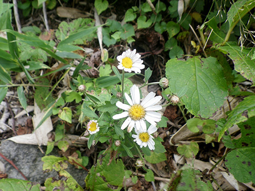 f:id:Naturalhistory:20200912101009j:plain f:id:Naturalhistory:20200912101009j:plain