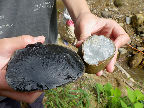 f:id:Naturalhistory:20200917103707j:plain f:id:Naturalhistory:20200917103707j:plain