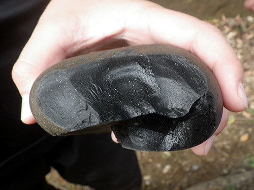 f:id:Naturalhistory:20200917103802j:plain f:id:Naturalhistory:20200917103802j:plain