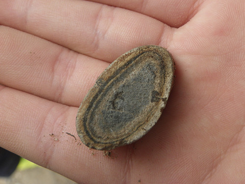 f:id:Naturalhistory:20200917105824j:plain f:id:Naturalhistory:20200917105824j:plain