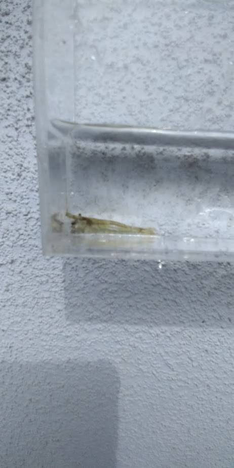 f:id:Naturalhistory:20200920140451j:plain