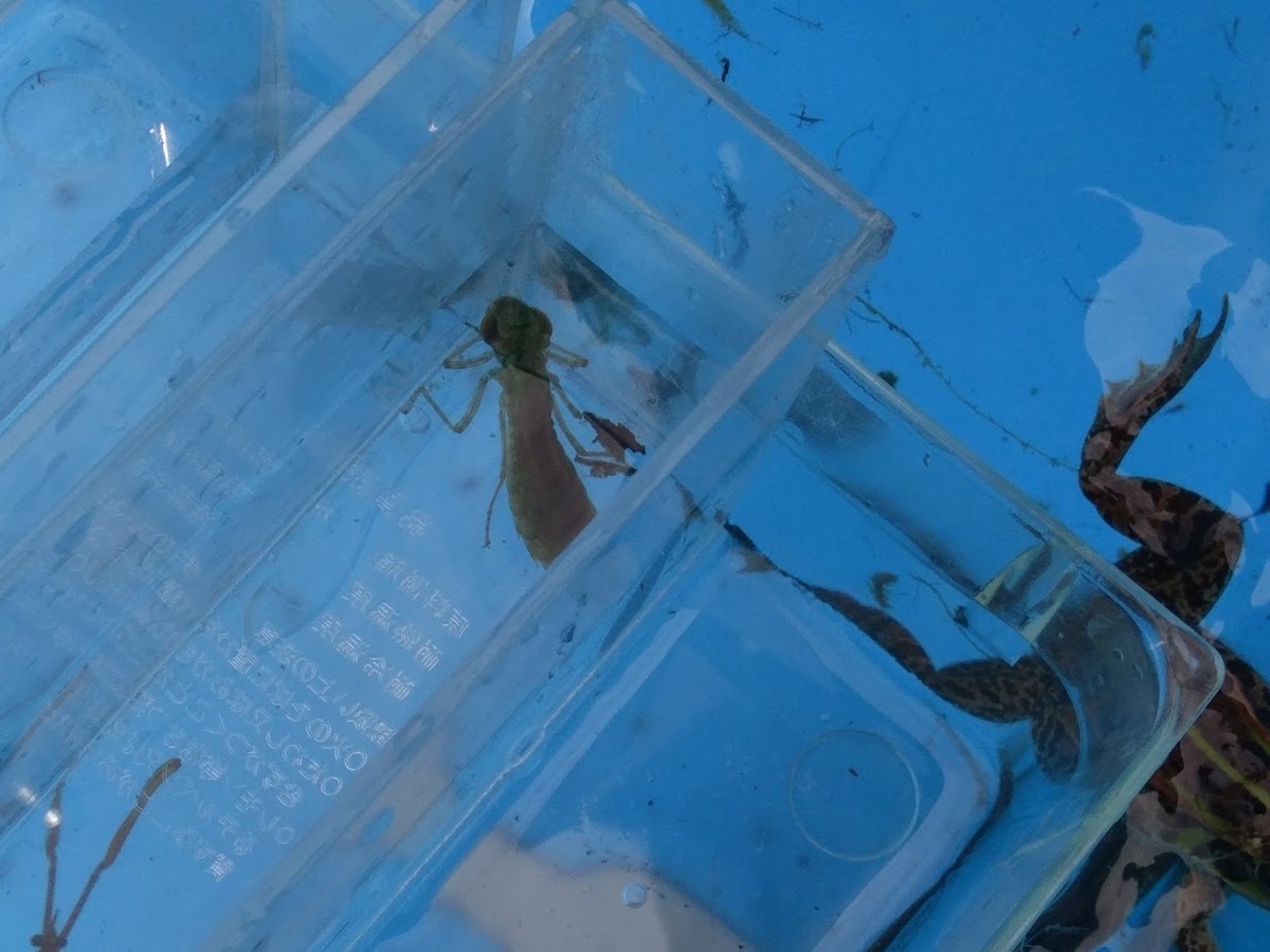 f:id:Naturalhistory:20200920140648j:plain
