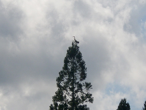 f:id:Naturalhistory:20200921133637j:plain f:id:Naturalhistory:20200921133637j:plain