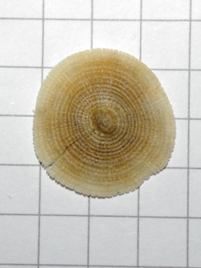 f:id:Naturalhistory:20200922160633j:plain