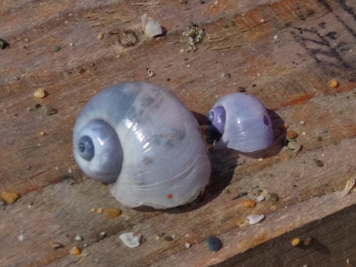f:id:Naturalhistory:20200922160853j:plain