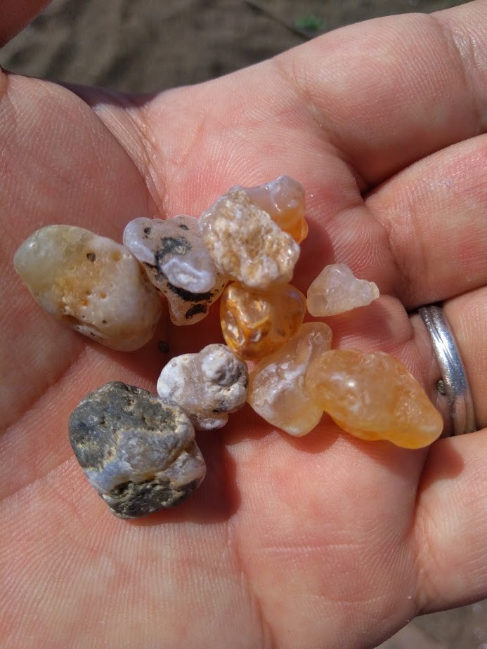 f:id:Naturalhistory:20200922160945j:plain