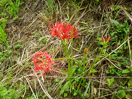 f:id:Naturalhistory:20200926124258j:plain